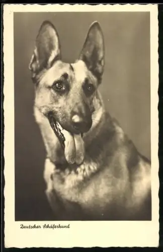AK Deutscher Schäferhund mit heraushängender Zunge