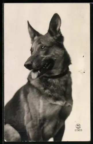 AK Schäferhund richtet den Blick seitwärts