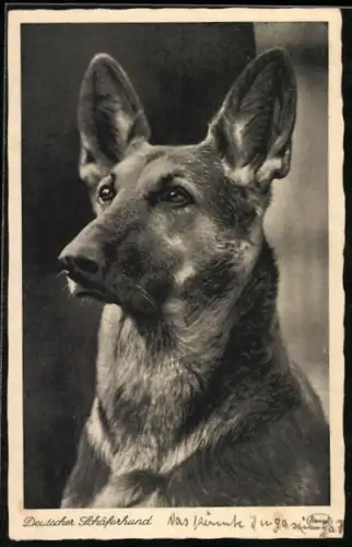 AK Aufmerksamer Deutscher Schäferhund
