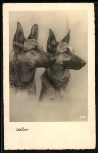 AK Zwei Schäferhunde mit Kettenhalsbänder