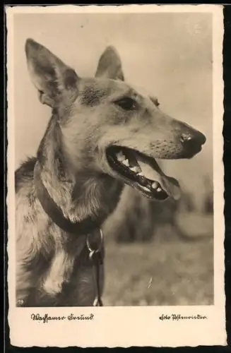 AK Hechelnder Schäferhund mit Halsband