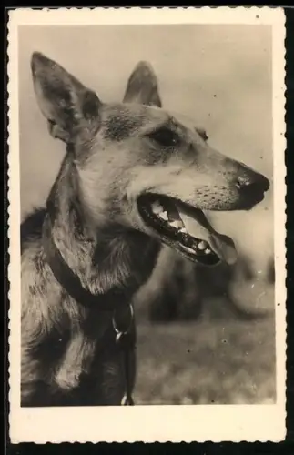 AK Kopf eines Schäferhundes