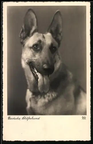 AK Deutscher Schäferhund mit heraushängender Zunge