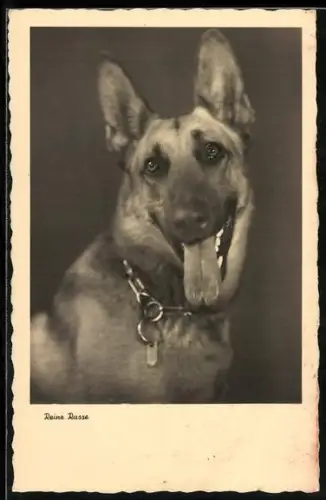 AK Schäferhund mit heraushängender Zunge