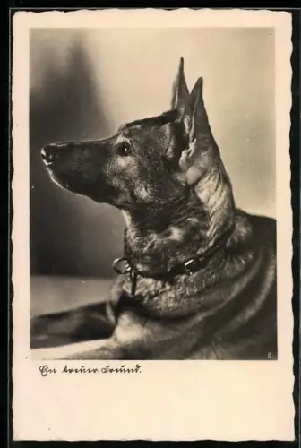 AK Aufmerksamer Schäferhund im Profil