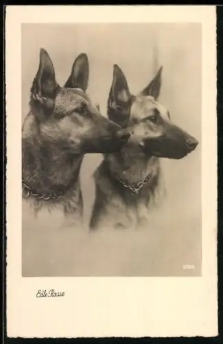 AK Zwei Schäferhunde mit Kettenhalsbänder