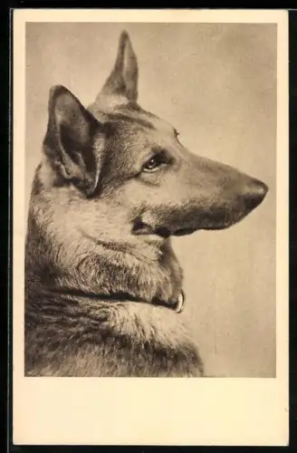 AK Schäferhund, Seitenportrait, Tierschutz Wien