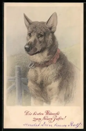 AK Schäferhund mit Halsband