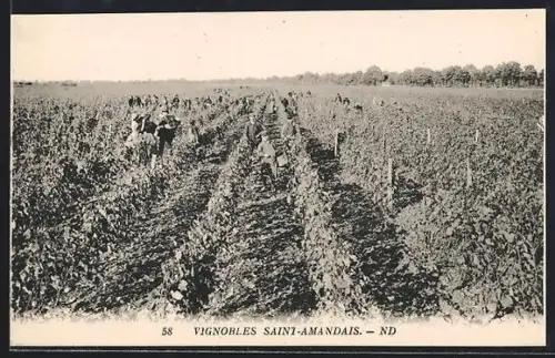 AK Saint-Amandais, Vignobles avec ouvriers travaillant dans les rangées de vignes