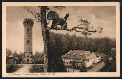 AK Kaltenbronn, Aussichtsturm, Gasthaus, Auerhahn