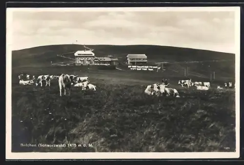 AK Belchen /Schwarzwald, Gasthaus von Josef Stiefvater, Weide mit Kühen