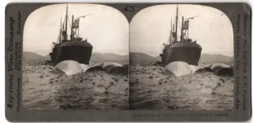 Stereo-Fotografie Keystone View Co., Meadville, Walfänger bei Spitzbergen, Floating Whale Station, Walfang