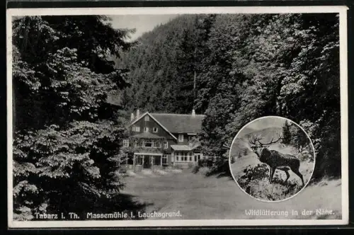 AK Tabarz i. Th., Herzogliches Waldgasthaus Massemühle i. Lauchagrund, Wildfütterung in der Nähe
