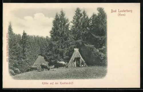 AK Bad Lauterberg /Harz, Köthe auf der Knollendrift, Forstwirtschaft
