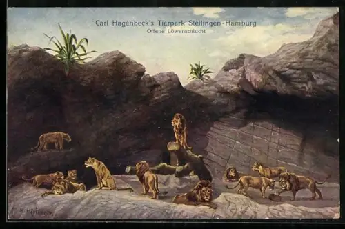 AK Hamburg-Stellingen, Offene Löwenschlucht in Hagenbeck`s Tierpark