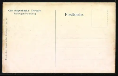 AK Hamburg-Stellingen, Offene Löwenschlucht in Hagenbeck`s Tierpark