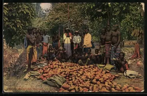 AK Afrikanische Kakao-Bauern