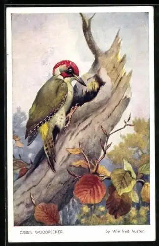 Künstler-AK Green Woodpecker, Grünspecht an seiner Baumhöhle