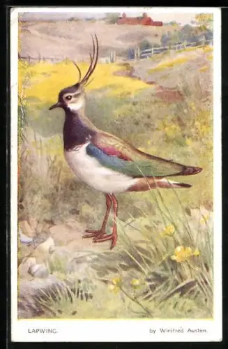Künstler-AK sign. Winifred Austen: Lapwing, Kiebitz steht auf einer Blumenwiese