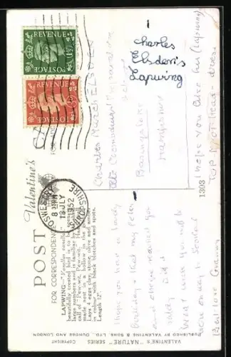 Künstler-AK sign. Winifred Austen: Lapwing, Kiebitz steht auf einer Blumenwiese