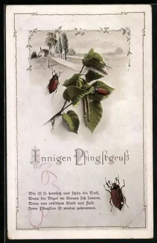 AK Maikäfer krabbeln um einen Lindenzweig