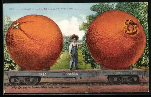 AK A Carload of Mammoth Navel Oranges, Riesige Orangen auf einem Güterzug