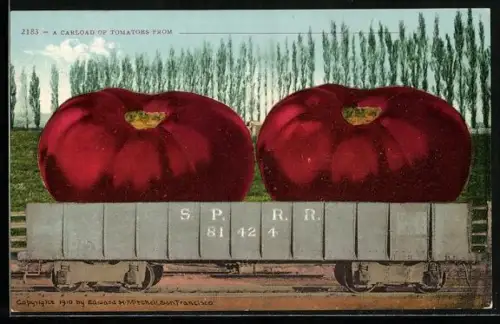 AK Optische Täuschung mit gigantischen Fleischtomaten