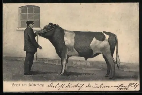 AK Achterberg / Dorfmark, Ochse mit Besitzer