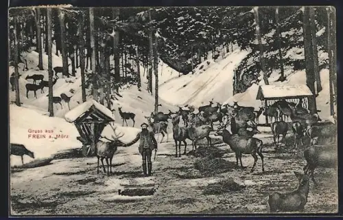 AK Frein a. Mürz, Hirsche im verschneiten Wald, Mann bei der Fütterung