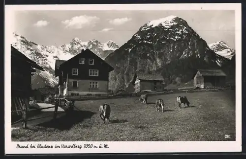 AK Brand bei Bludenz, Ort mit Gehöften und Weide