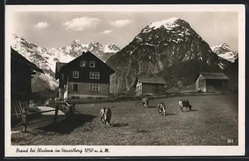 AK Brand bei Bludenz, Ortsansicht mit weidenden Kühen