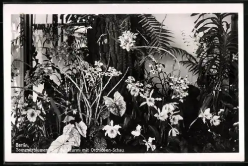 AK Berlin, Ausstellung Sommerblumen am Funkturm mit Orchideen-Schau