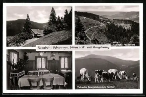 AK Seebach / Schwarzwald, Innen- & Aussenansicht, Gasthaus & Pension Kernhof & Rheinebene, Viehweide Bosensteinereck