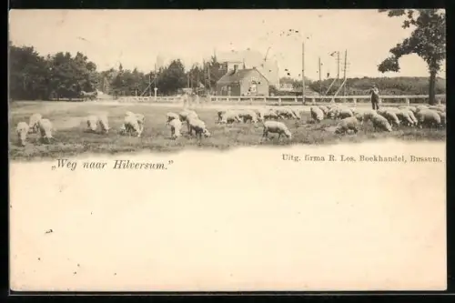 AK Hilversum, Hirte mit Schafen auf der Weide