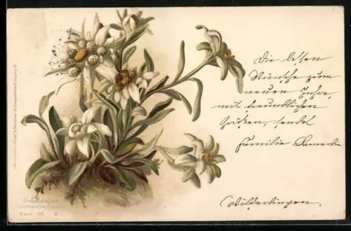 AK Schöner Edelweiss wächst aus dem Boden