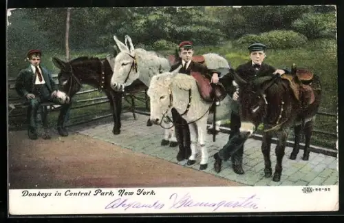 AK New York, NY York, NY, Donkeys in Central Park