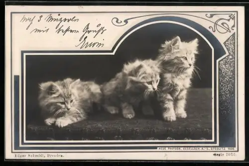 Foto-AK NPG: drei kleine Kätzchen