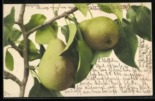AK Reife Birnen am Ast