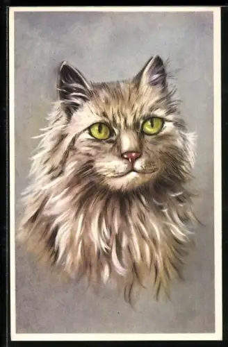 AK Langhaar-Katze mit hellem Fell