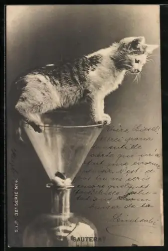 AK Junge Katze balanciert auf einem Glastrichter