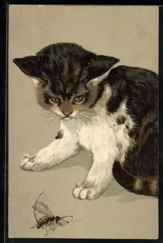AK Katze blickt auf eine Wespe