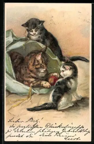 AK Katzenmama und ihre jungen Kätzchen beim Spiel an der Tüte