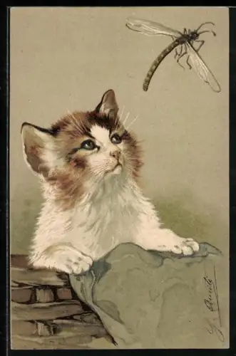 Lithographie Katze und Libelle