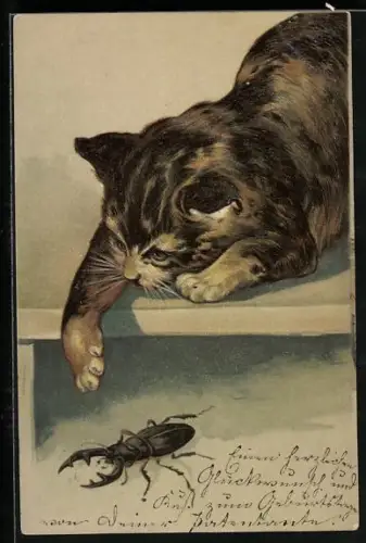 AK Katze angelt nach einem Hirschkäfer
