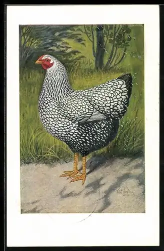 Künstler-AK sign.Kurt ZanderSilberwyandotte-Henne: