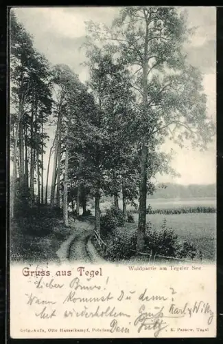 AK Berlin-Tegel, Waldpartie am Tegeler See