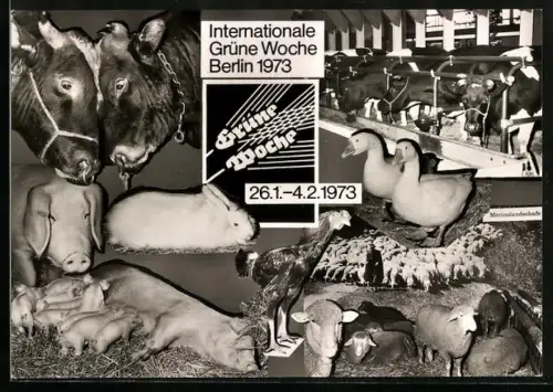 AK Berlin, Internationale Grüne Woche 1973, Ochsen, Merinolandschafe, Sau mit Ferkeln