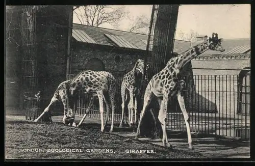 AK London, Zoological Gardens, Giraffen im Freigehege
