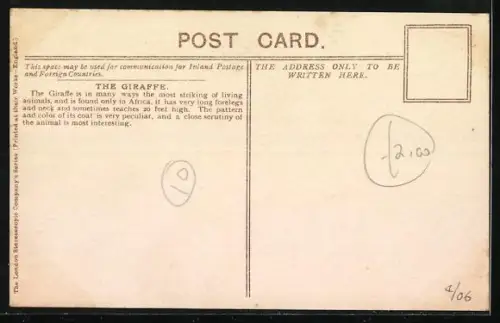 AK London, Zoological Gardens, Giraffen im Freigehege