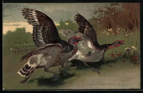Präge-AK Zwei Truthähne im Grünen